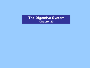 The Digestive System Chapter 23