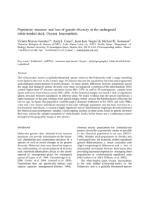 population structure and loss of genetic diversity in the endangered white-headed duck, oxyura leucocephala.doc