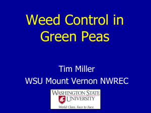 Weed Control in Green Peas Tim Miller WSU Mount Vernon NWREC