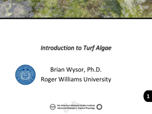17 Introduction Turf Algae by BrianWysor