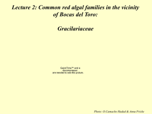 22 Lecture2 Focus on CommonFamilies Gracilariaceae SuzanneFredericq