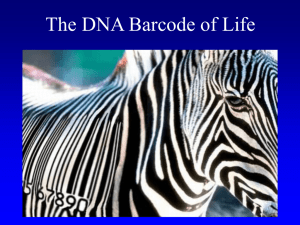 DNA_Barcoding_Driskell.ppt