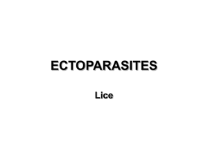 Ectoparasites: Lice