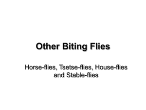 Other Flies