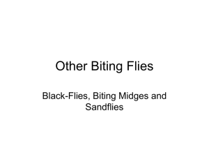 Black Flies Midges