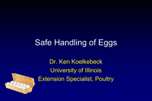 Safe Handling of Eggs Egg Nutrition Center