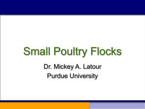 Small Poultry Flocks