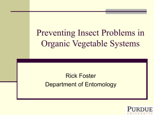 Preventing Insect Problems in Organic Vegetable Systems
