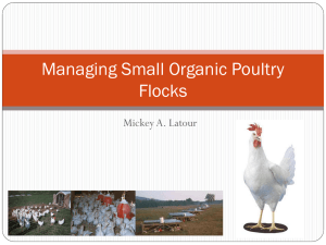 Managing Small Organic Poultry Flocks