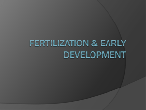 Embryology  Development 