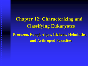 Chapter 12: Characterizing and Classifying Eukaryotes