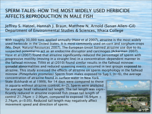 Download SPERM TALES: HOW THE MOST WIDELY USED HERBICIDE AFFECTS REPRODUCTION IN MALE FISH