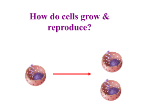 3.Cell Cycle and Mitosis PPT