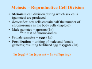 4. Meiosis and Aging PPT