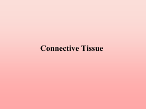 2. Connective Tissue WEB