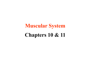1. Intro to Skeletal Muscles WEB