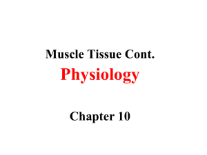 3. Skeletal Muscle Physiology WEB