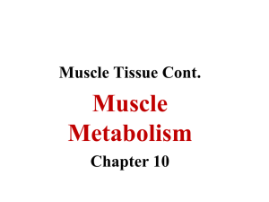 4. Skeletal Muscle Metabolism WEB