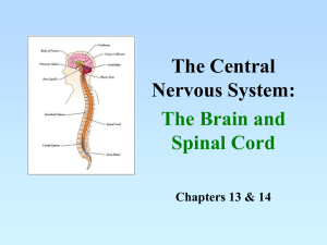 4. Central Nervous System WEB
