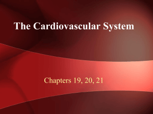 3. Cardiovascular System WEB