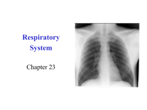 1. Respiratory System WEB