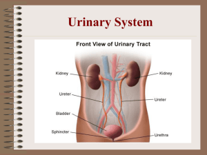 1. Urinary System WEB