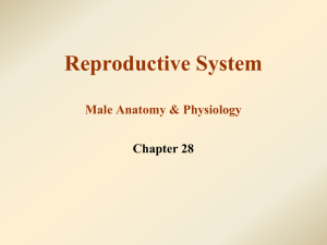 2. Male Reproductive System WEB