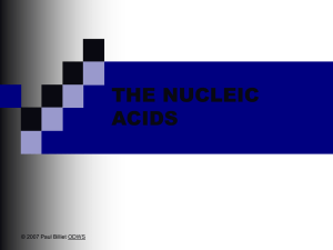 Powerpoint Presentation: The Nucleic Acids
