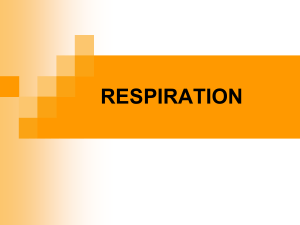 Powerpoint Presentation: Respiration and Energy