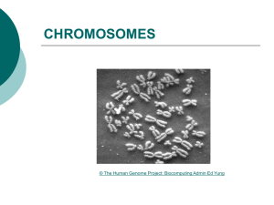 Powerpoint Presentation: Chromosomes