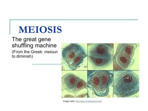 Powerpoint Presentation: Meiosis