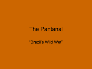 The Pantanal “Brazil’s Wild Wet”