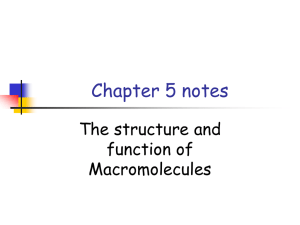 Chapter 5 notes The structure and function of Macromolecules