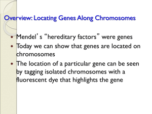 Overview: Locating Genes Along Chromosomes Mendel’s “hereditary factors” were genes chromosomes