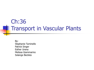 Ch:36 Transport in Vascular Plants By: Stephanie Tuminello