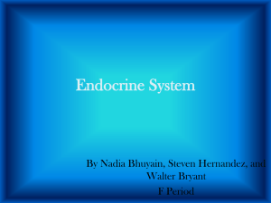 Endocrine System By Nadia Bhuyain, Steven Hernandez, and Walter Bryant F Period
