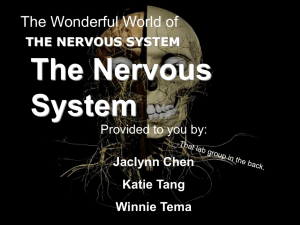 The Nervous System The Wonderful World of Provided to you by: