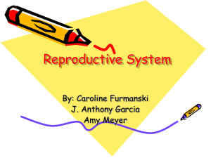 Reproductive System By: Caroline Furmanski J. Anthony Garcia Amy Meyer