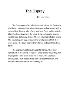 The Osprey By: Jack Hessel