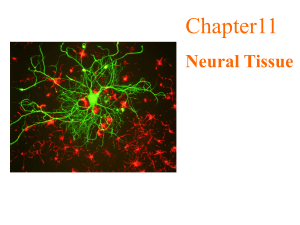 Chapter11 Neural Tissue