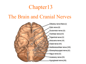 Chapter13 The Brain and Cranial Nerves