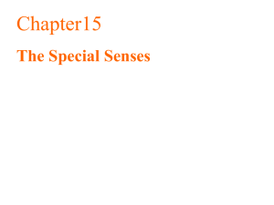 Chapter15 The Special Senses