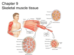 Chapter 9 Skeletal muscle tissue