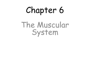 Chapter 6 The Muscular System
