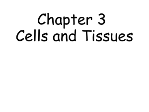 Chapter 3 Cells and Tissues