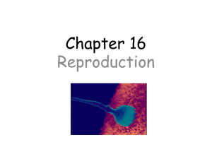 Chapter 16 Reproduction