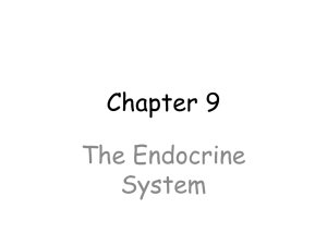 Chapter 9 The Endocrine System