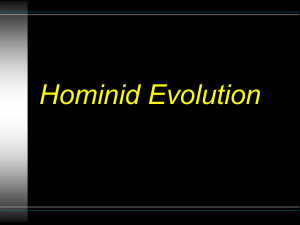 Hominid Evolution