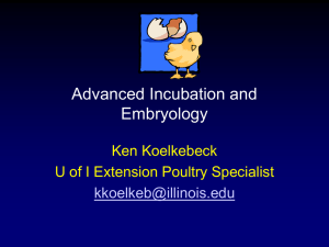 Advanced Incubation and Embryology Ken Koelkebeck U of I Extension Poultry Specialist