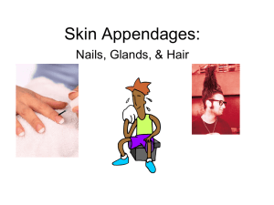 Skin Appendages: Nails, Glands, &amp; Hair